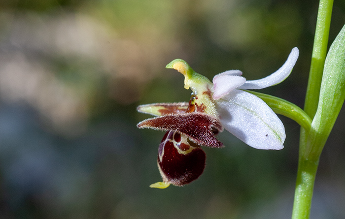 ophrys oestrifera 1