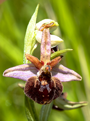 ophrys fuciflora sphegodes 1