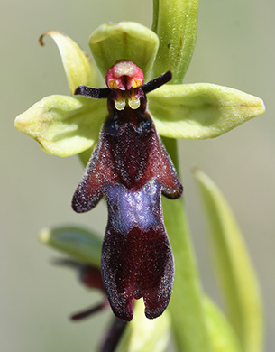 ophrys insectifera 1