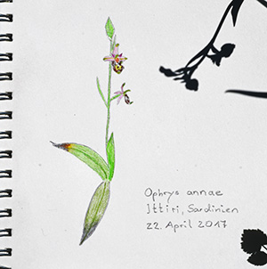 ophrys annae sketch