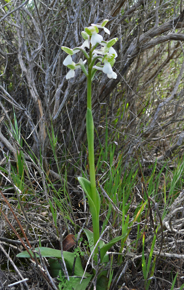 anacamptis morio ssp syriaca 01