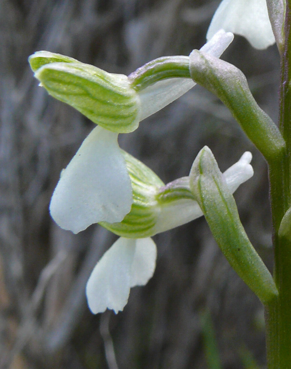anacamptis morio ssp syriaca 02