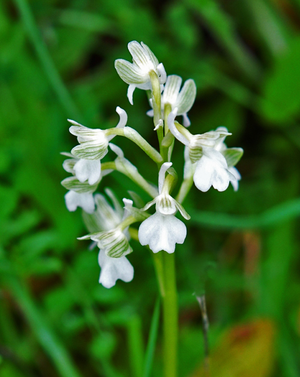 anacamptis morio ssp syriaca 03