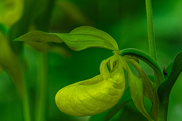 cypripedium calceolus 