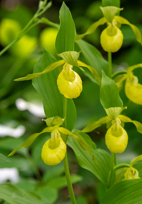 cypripedium calceolus 2