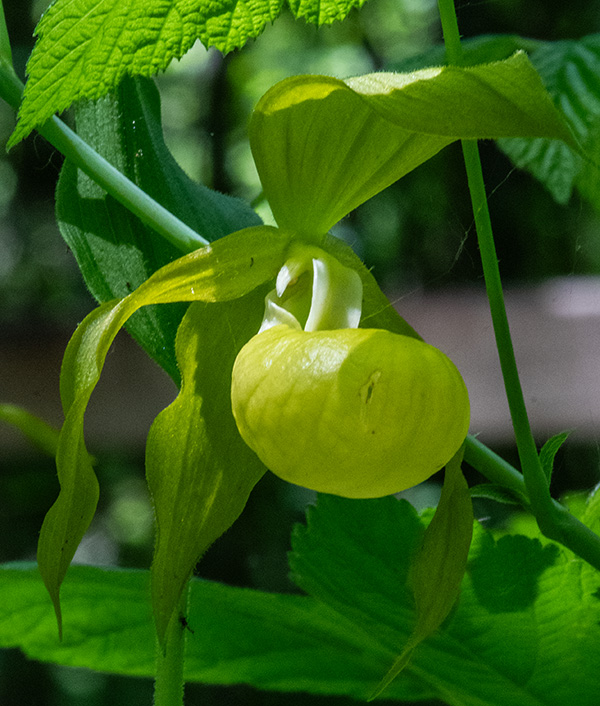 cypripedium calceolus 