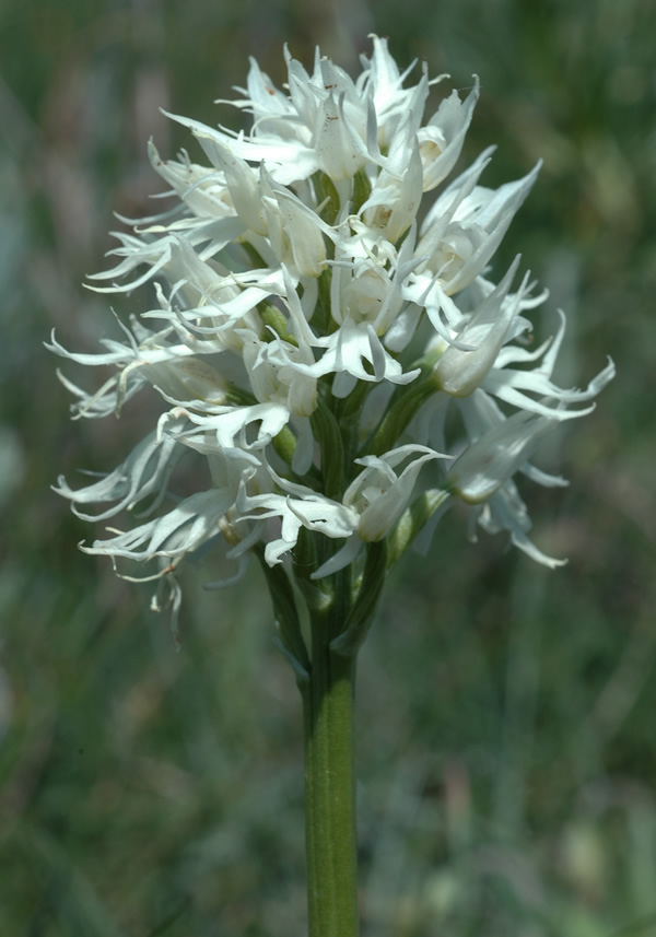 Orchis italica