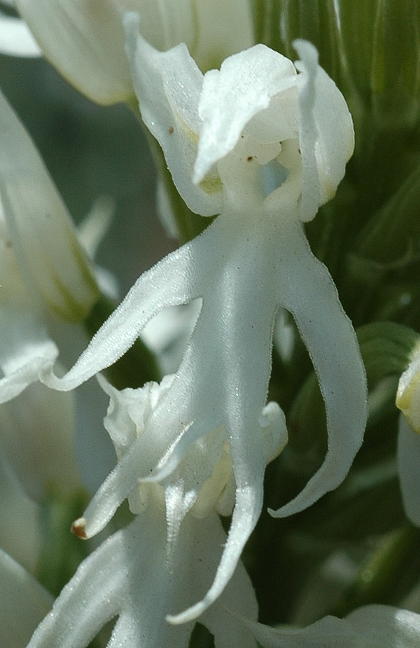 Orchis italica