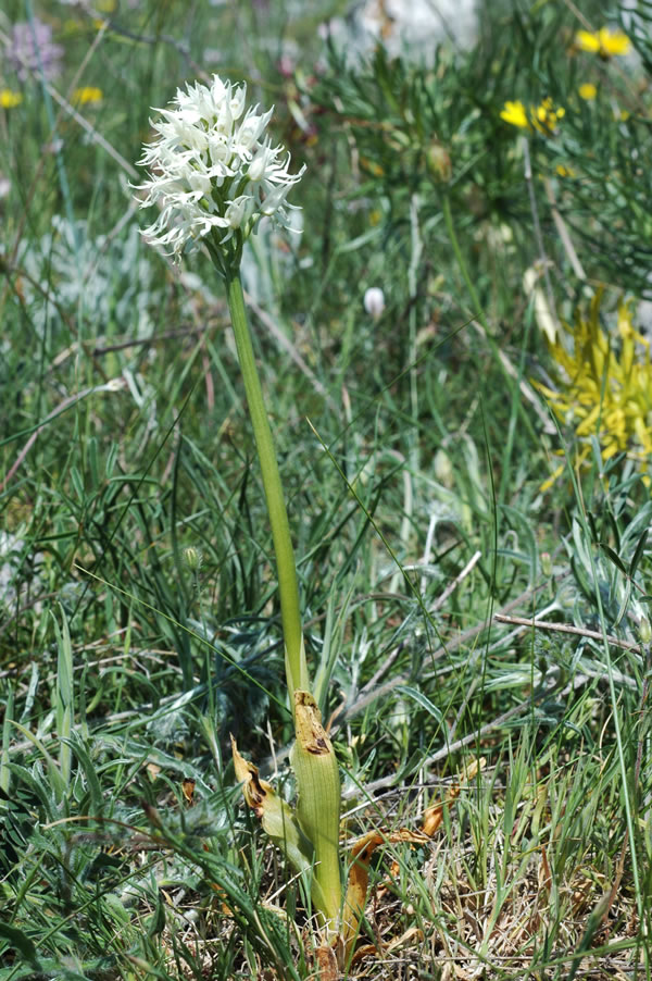 Orchis italica