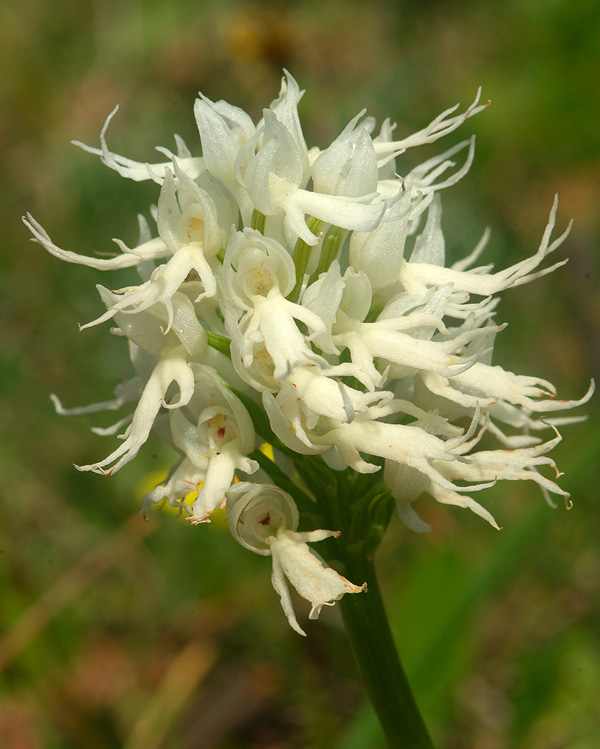 Orchis italica
