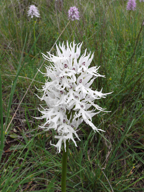 Orchis italica