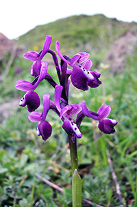 anacamptis morio longicornu