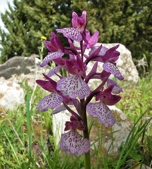 anacamptis papilionacea