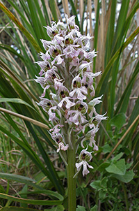 Neotinea lactea