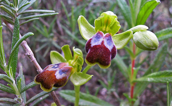 ophrys lucifera