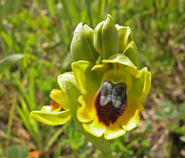 ophrys lutea