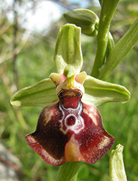 ophrys oxyrrhinchos