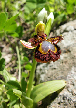 ophrys speculum