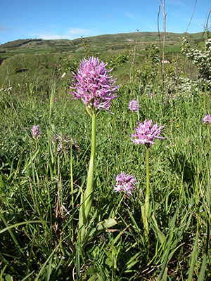 orchis italica