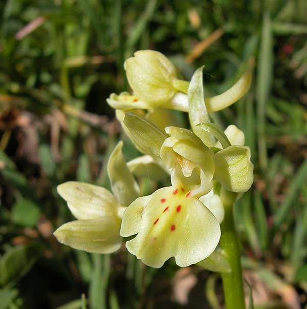 orchis provincialis