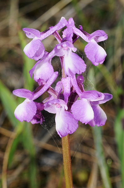 anacamptis morio