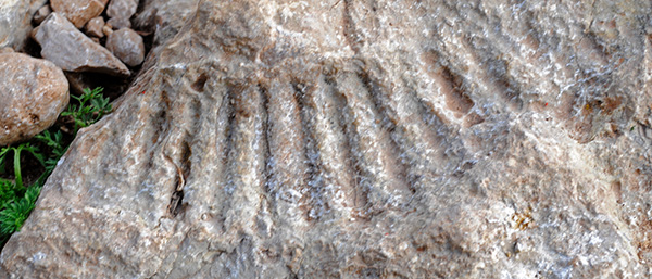 fossil