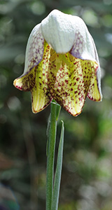 fritillaria