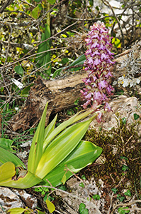 himantoglossum robertianum