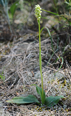 neotinea maculata