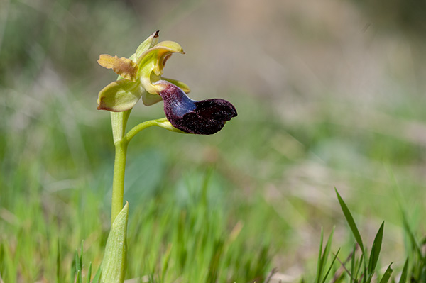 ophrys atlantica