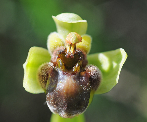 ophrys bombyliflora