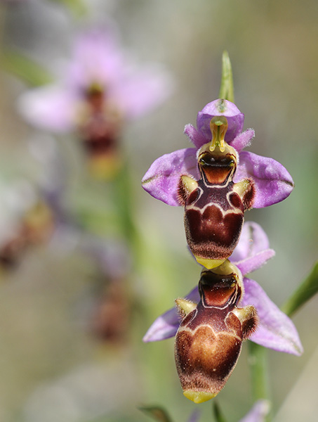 ophrys scolopax