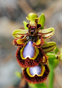 ophrys speculum