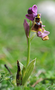 ophrys tenthredinifera