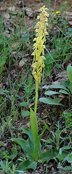 orchis anthropophora