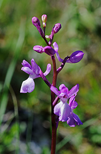 orchis mascula