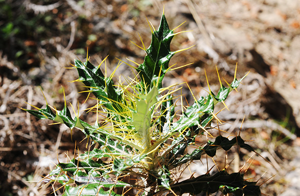 ptilostemon