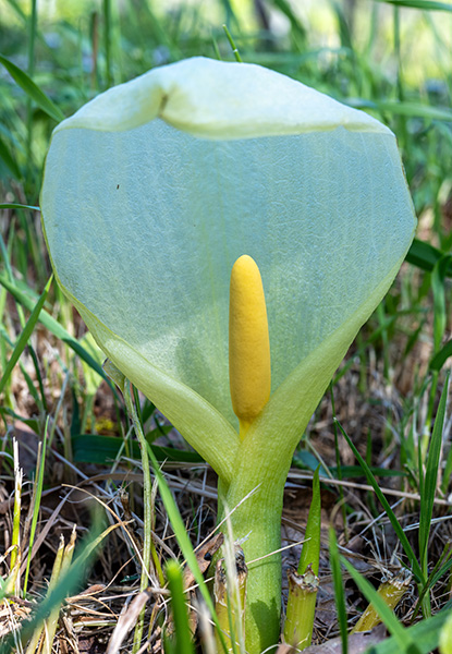 010