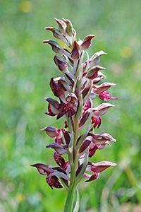 anacamptis coriophora