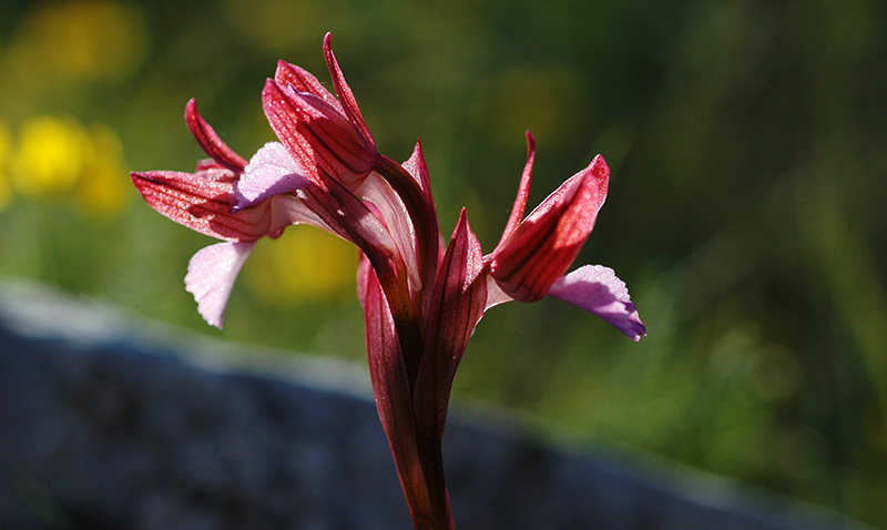 anacamptis papilionacea