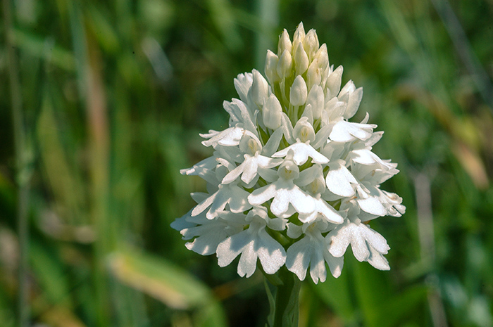 anacamptis pyramidalis3