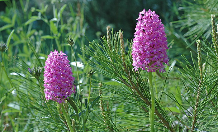 anacamptis pyramidalis4