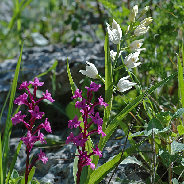 cephalanthera longifolia