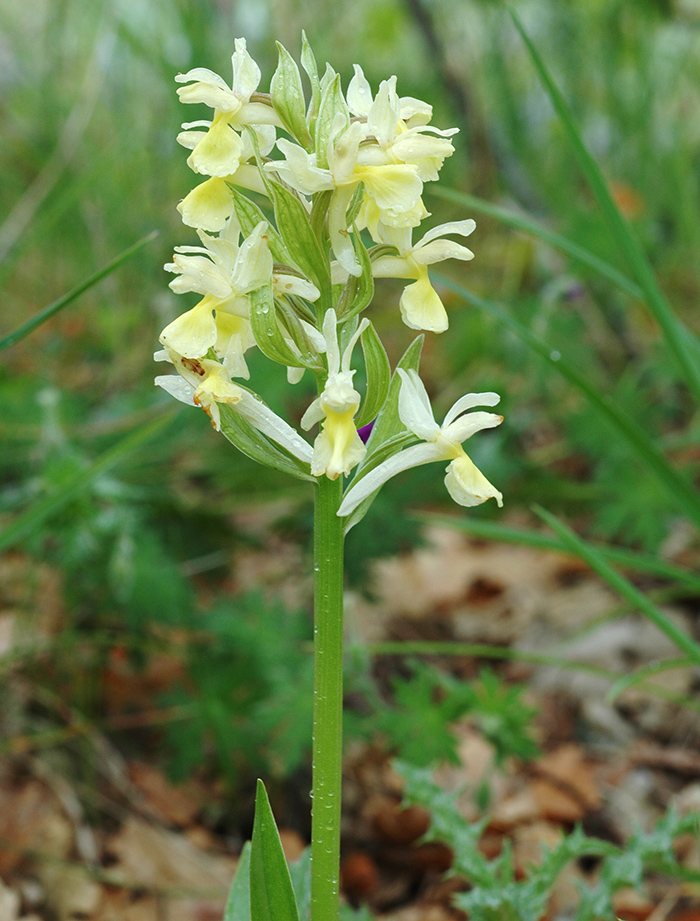 dactylorhiza sambucina 2