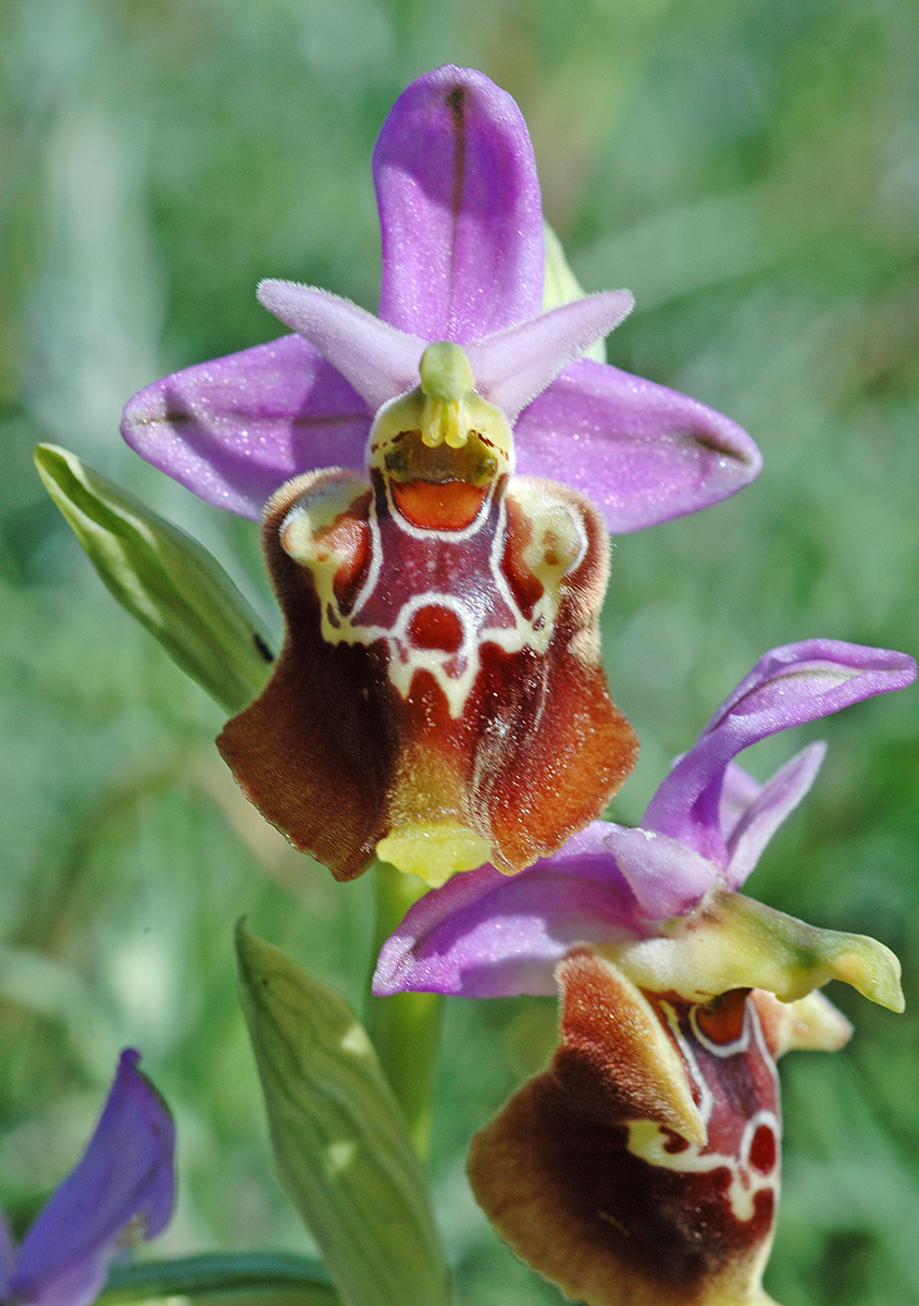 Ophrys apulica