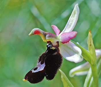 Ophrys bertolonii