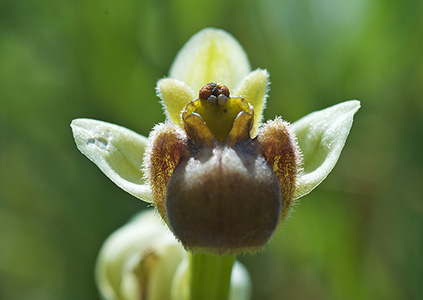 ophrys bombyliflora