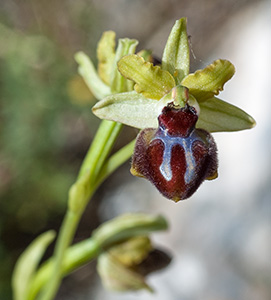 ophrys garganica
