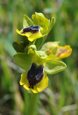 ophrys lutea