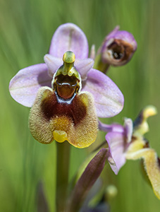 ophrys tenthredinifera